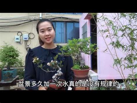 榆樹澆水|你應該多久給你的榆樹澆水一次？